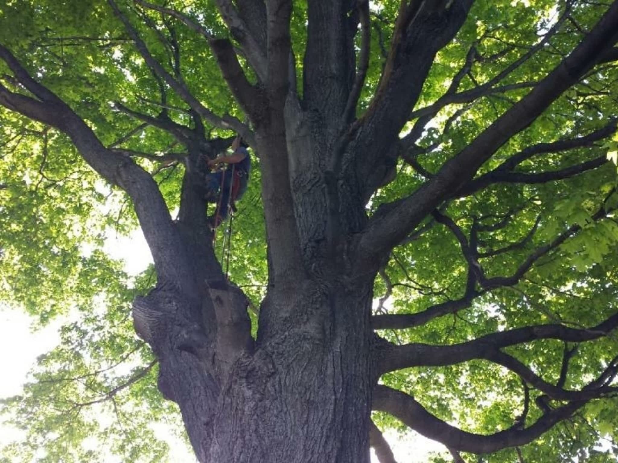 photo Limb Walker Tree Service