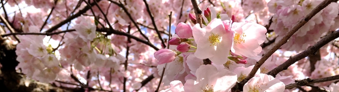 Admire Vancouver’s best cherry blossoms from these cafés