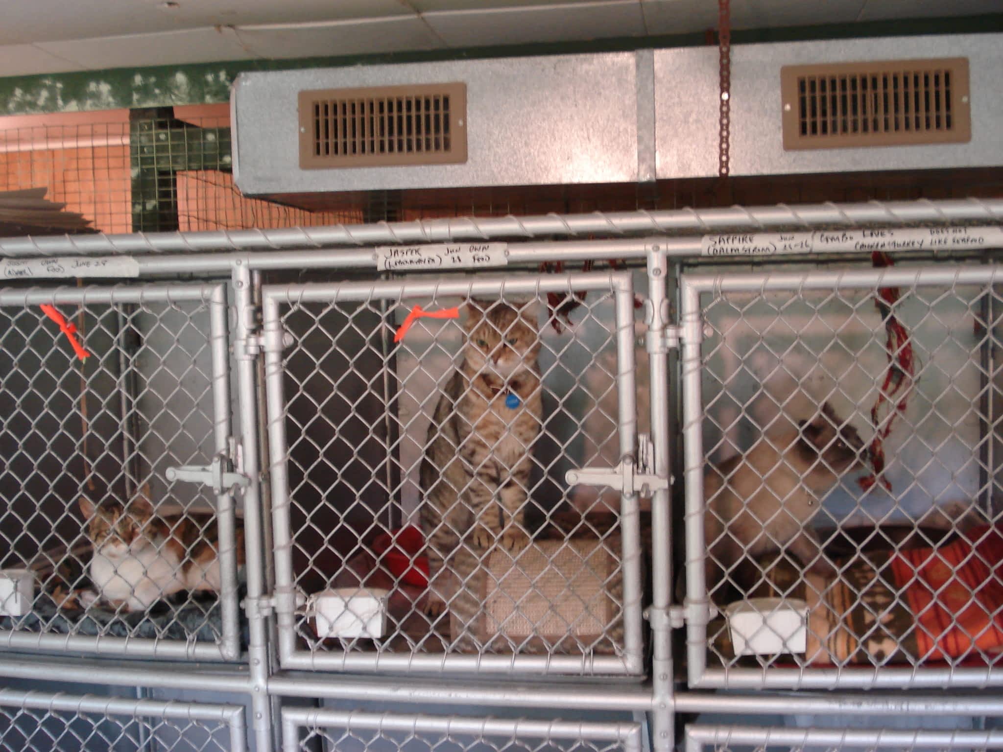 Mackye Kennels Prince BC 7955 Old Summit Lake Rd Canpages