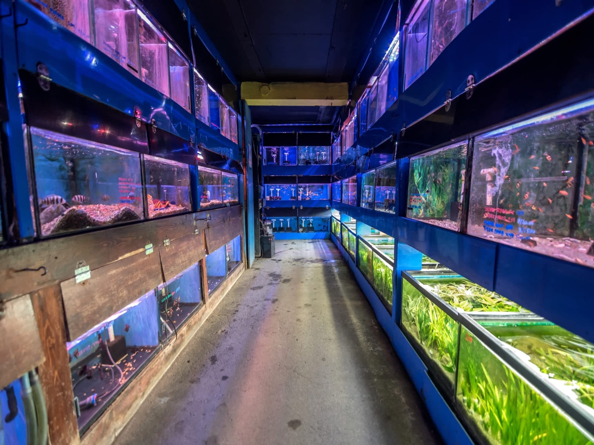 Номер Кинг аквариум. Pet centre