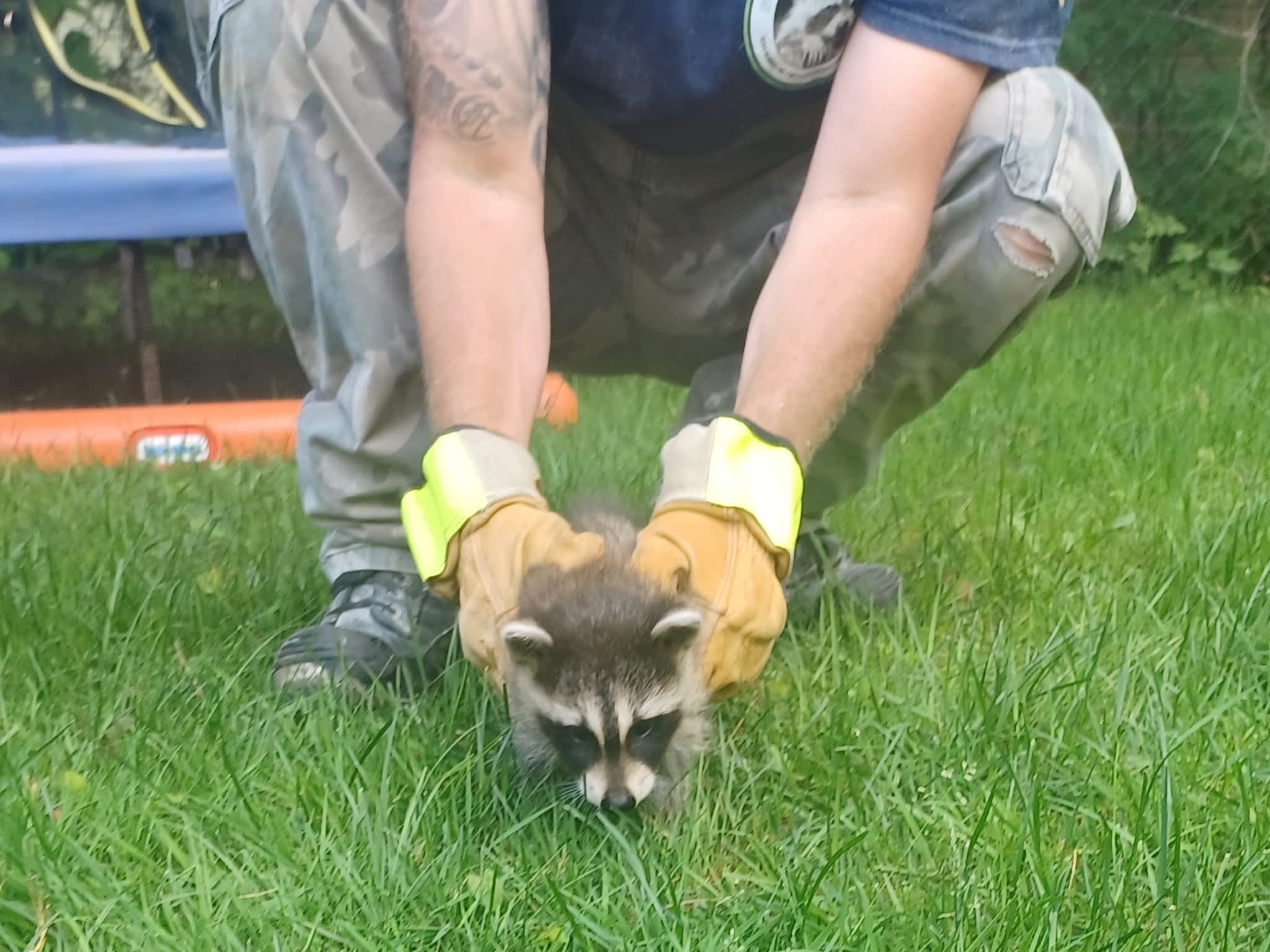 photo Grenier Faune Expert