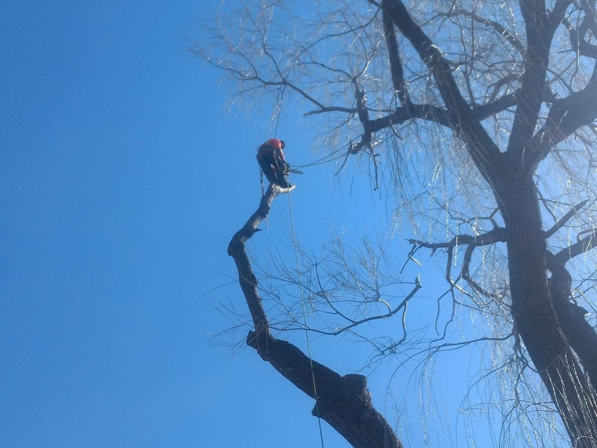 photo Limb Walker Tree Service