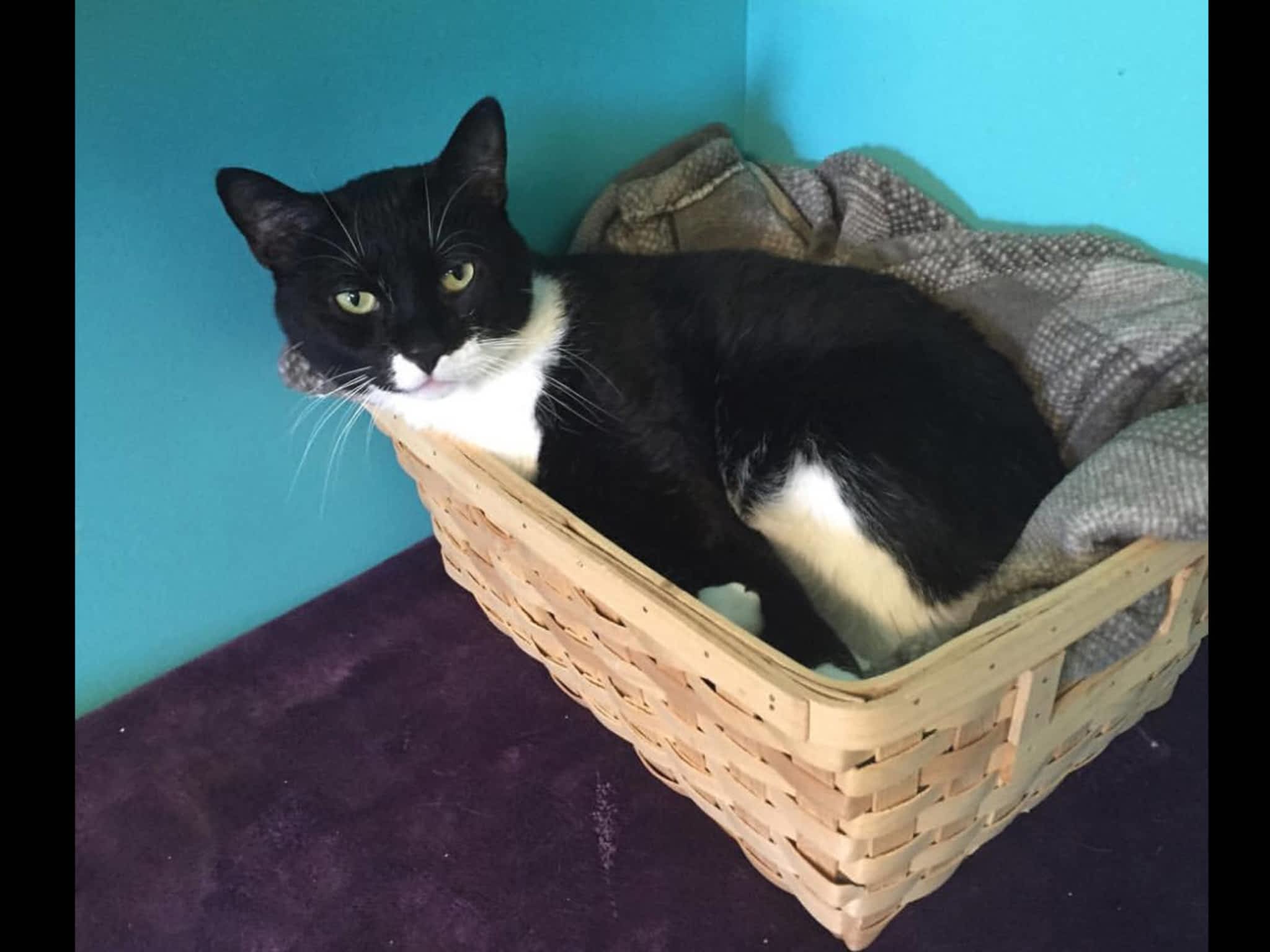 Second Home Pet Resort Leduc, AB 25515 Township Road 500 Canpages