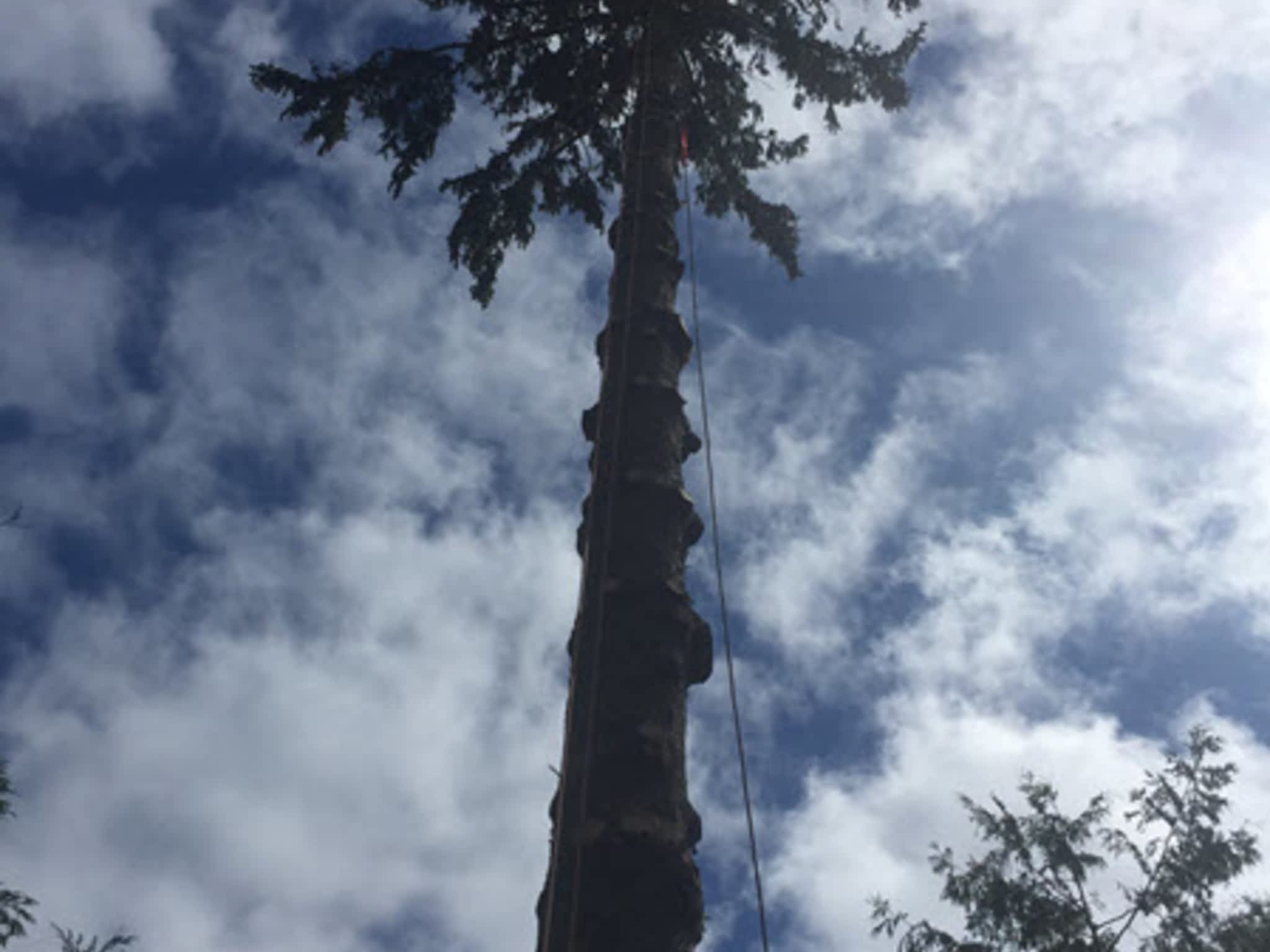 photo O'Brien tree services