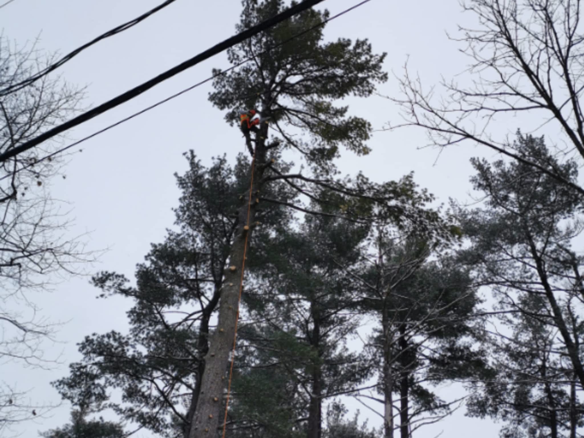 photo Arboriste Elite