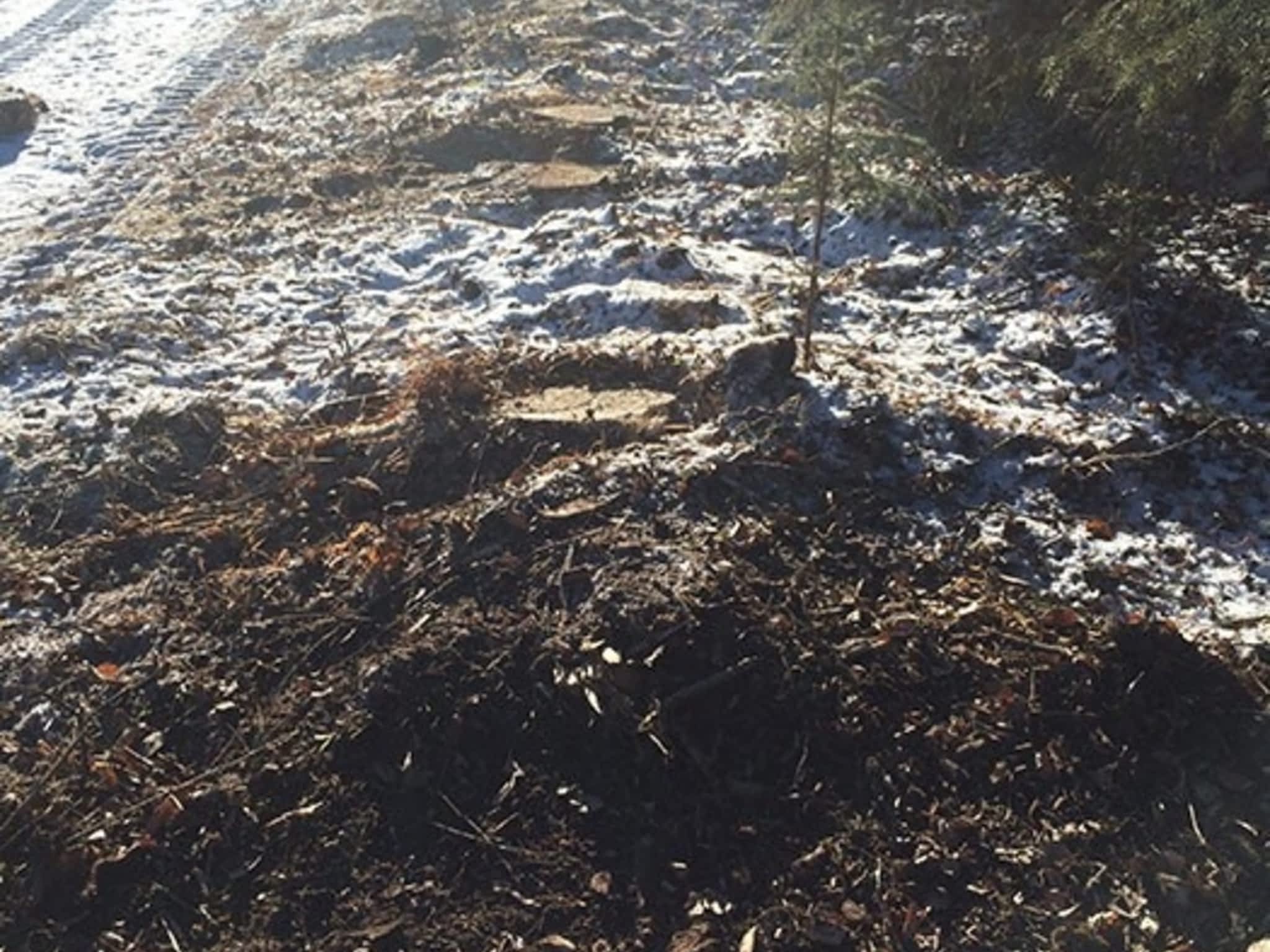 photo Skidstree Services