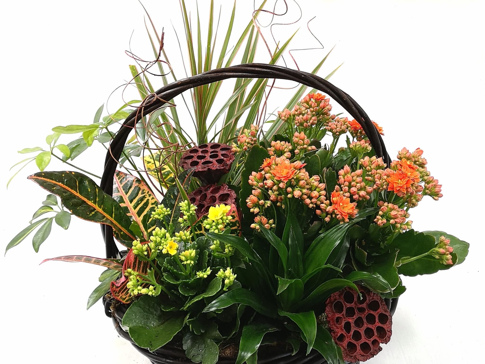 photo Tim Clark`s Flower