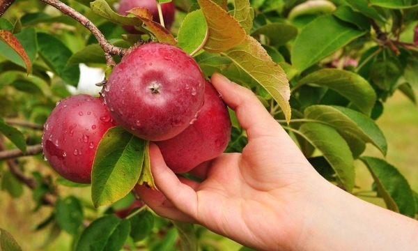 Amusez-vous à cueillir des pommes autour de Montréal