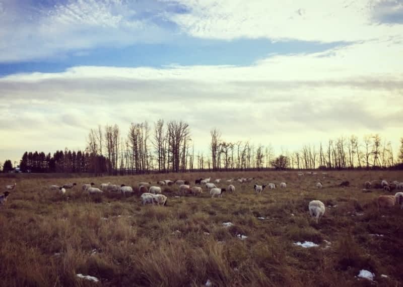 photo Tangle Ridge Ranch