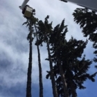 Vertical Limits Tree Care - Service d'entretien d'arbres
