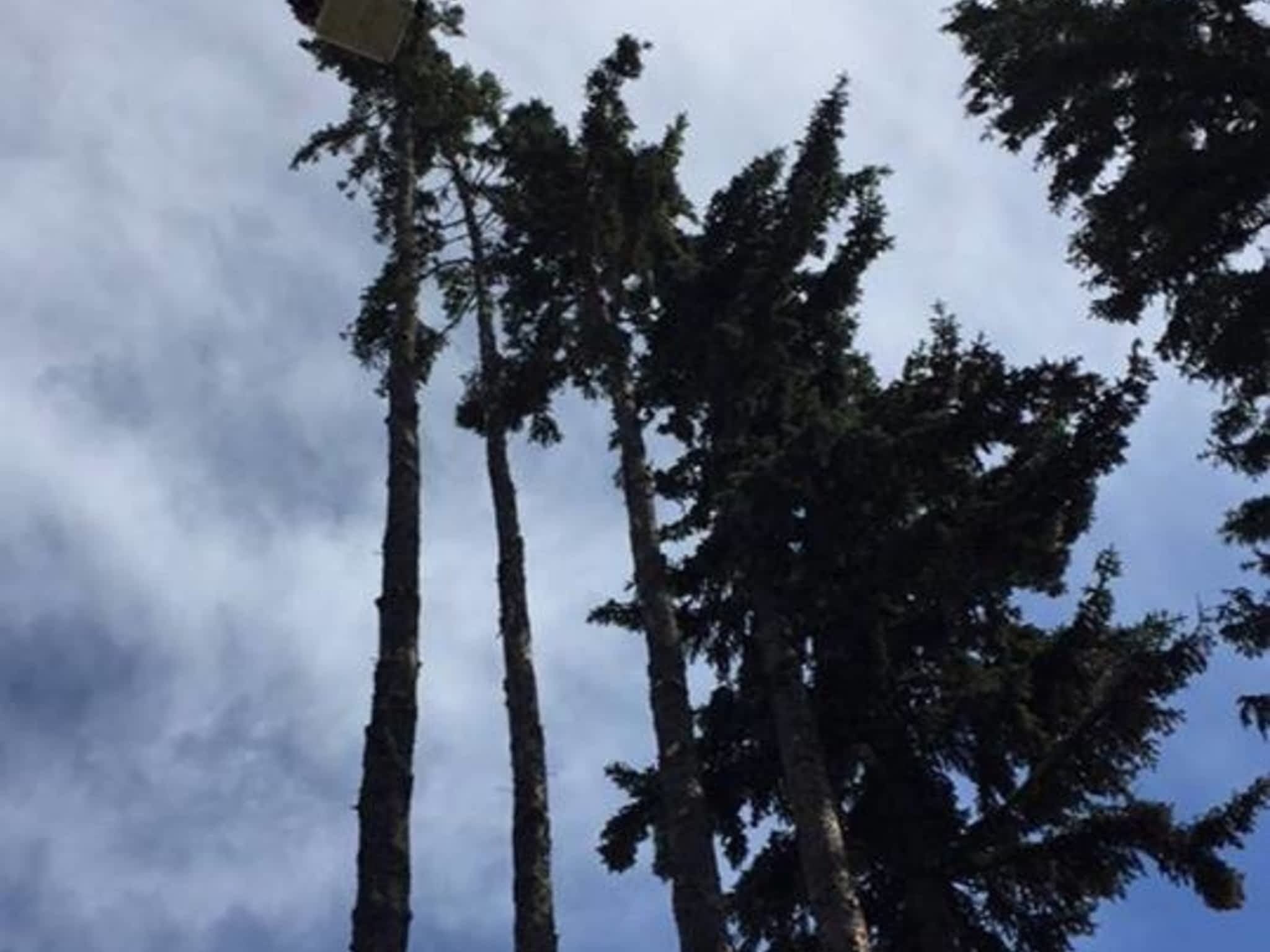 photo Vertical Limits Tree Care