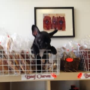 surrey meat packers raw dog food