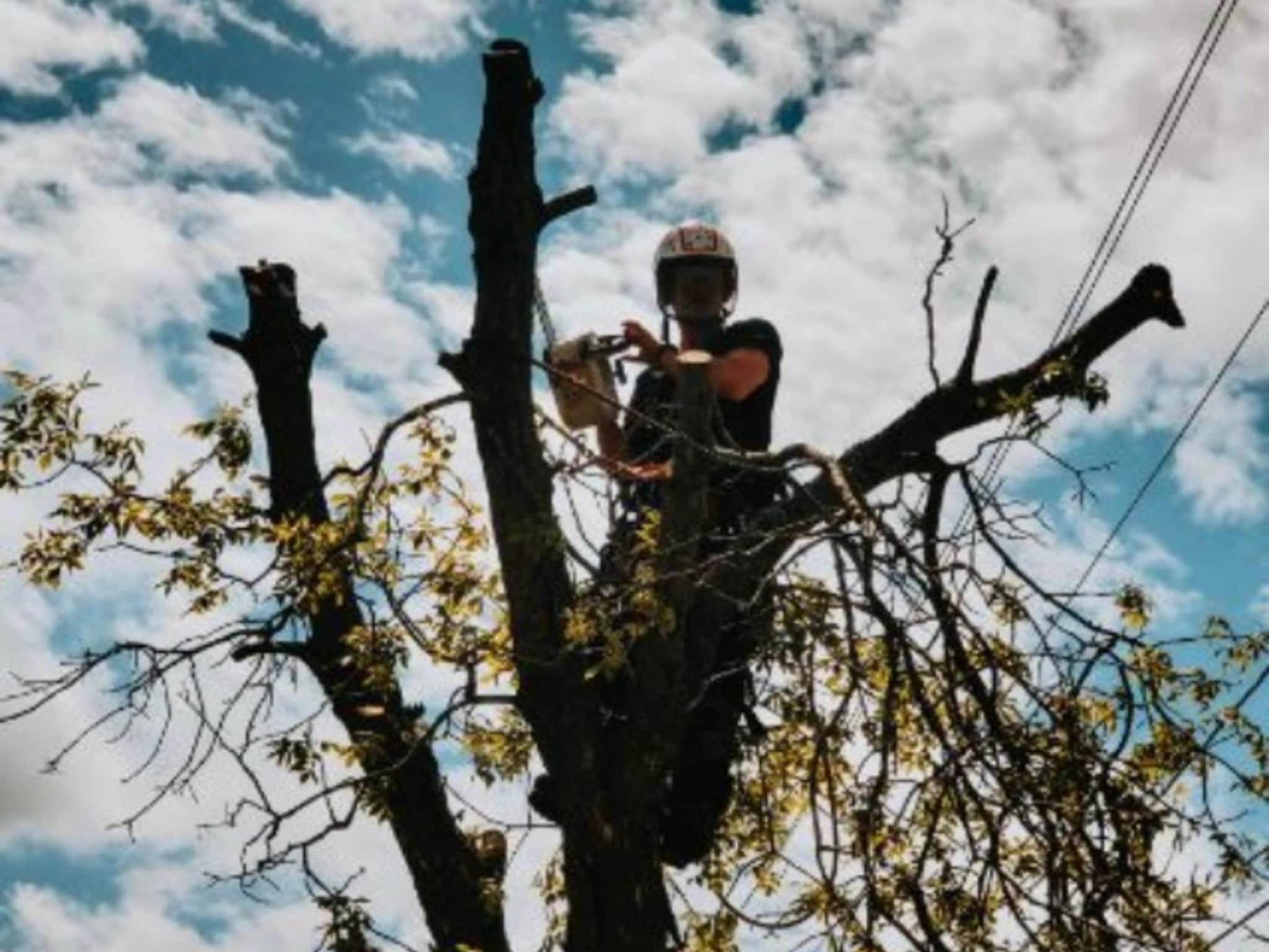 photo Andovic Tree Services