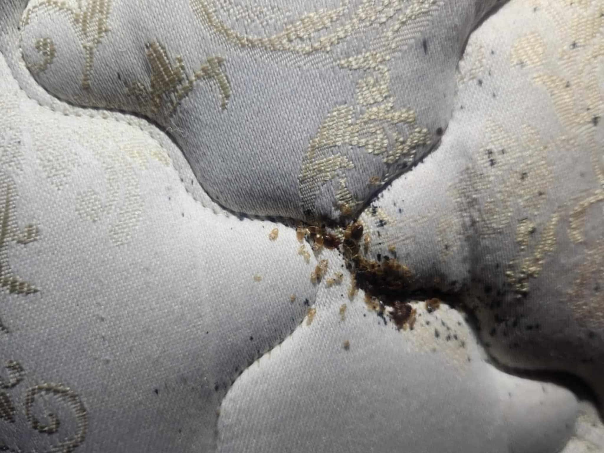 photo D Solution Extermination