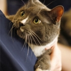 Clinique Vétérinaire De L'Outaouais - Veterinarians