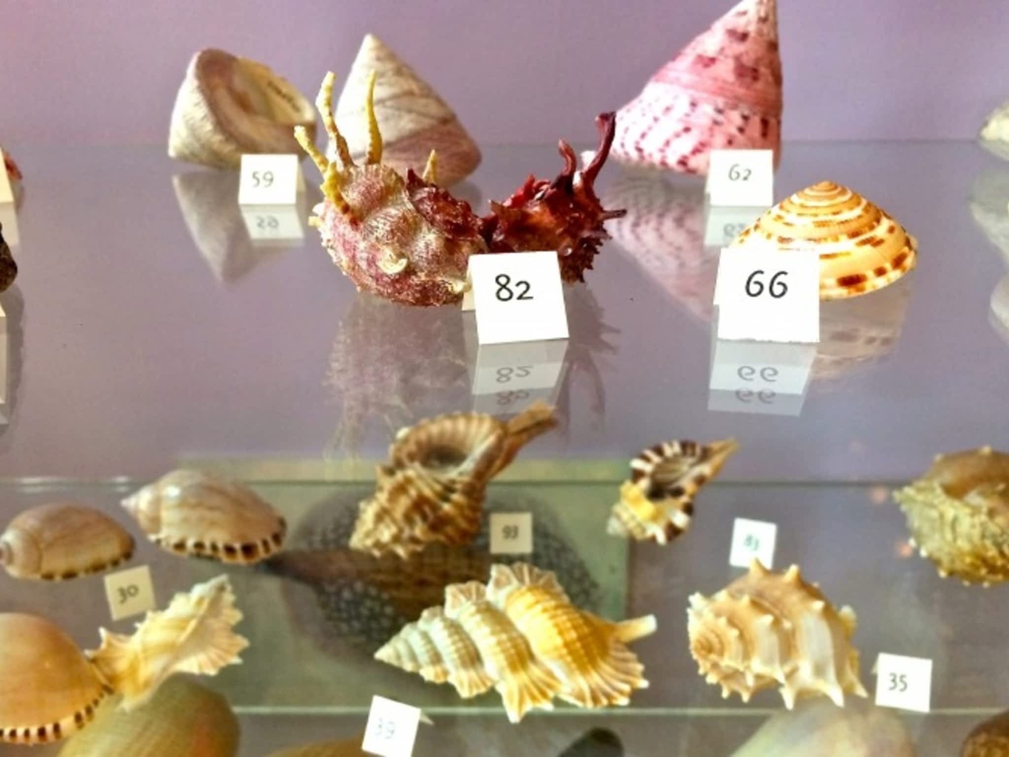 photo RedPath Museum