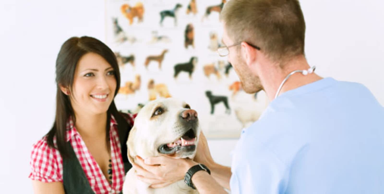 north bay animal hospital boarding