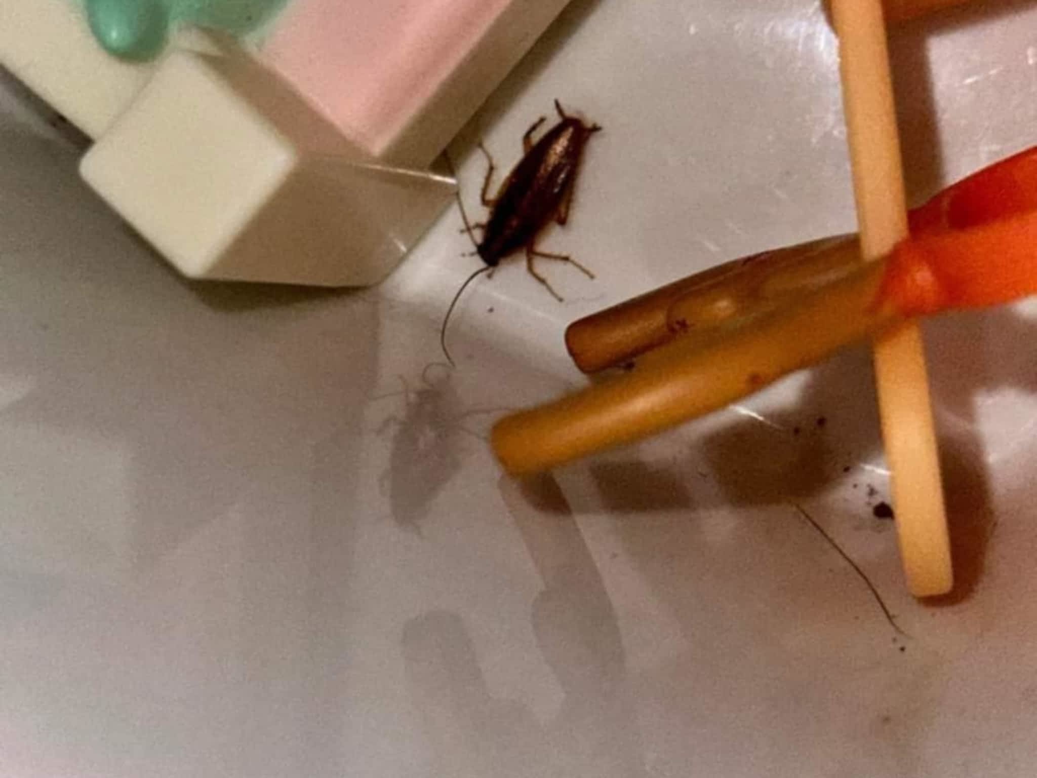 photo D Solution Extermination