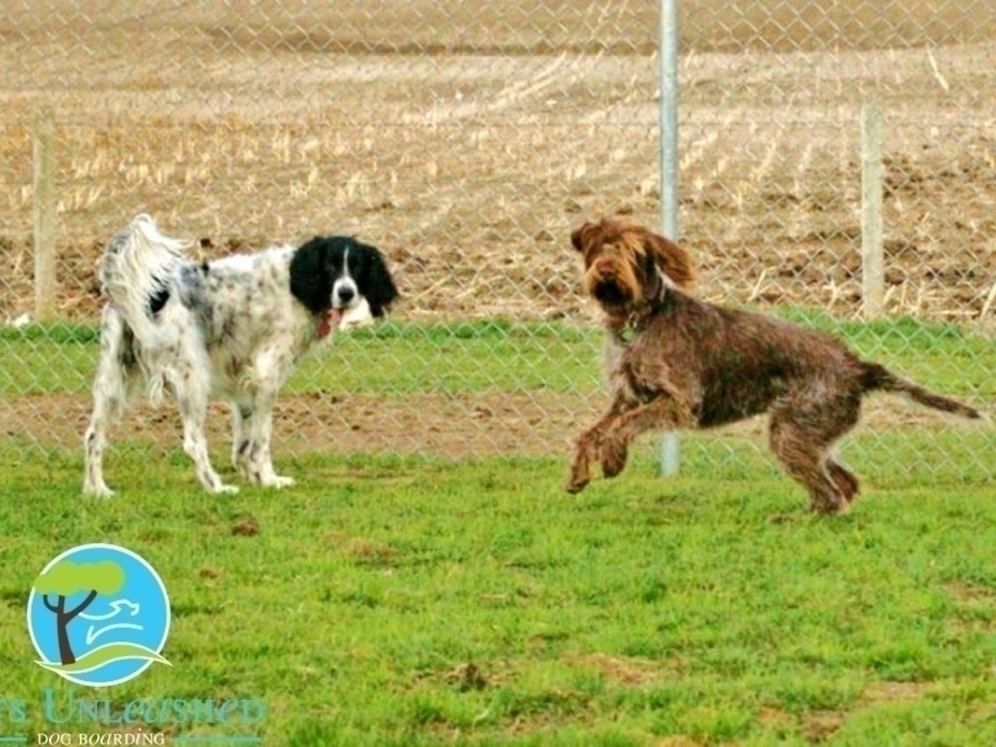 photo Pets Unleashed