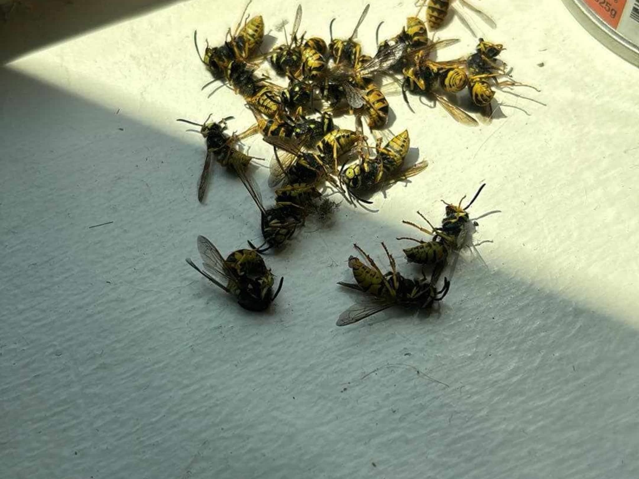 photo D Solution Extermination