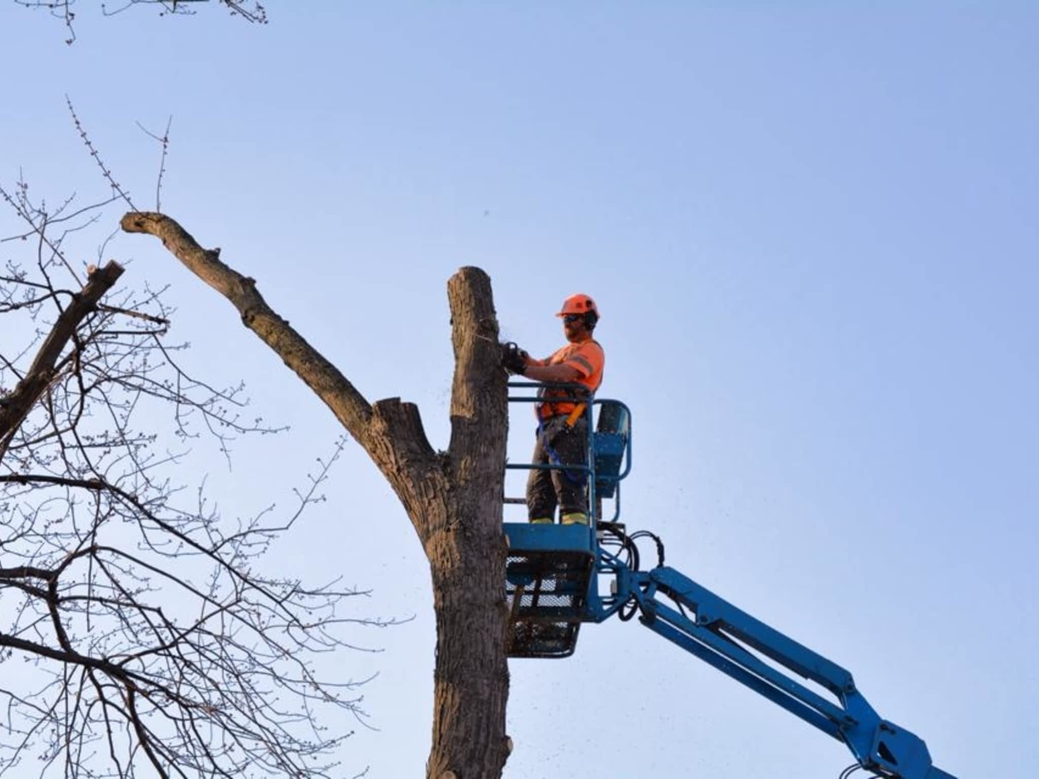 photo Sydenham Tree Service