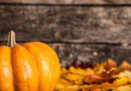 Fall into Edmonton’s pumpkin madness while it lasts