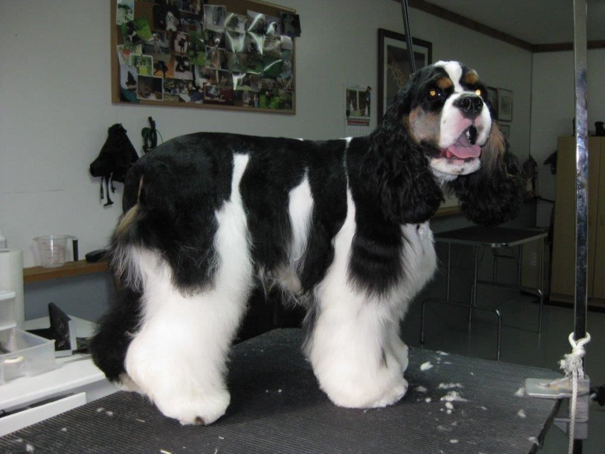 Deb's Dog Grooming Port Alberni, BC 7226 McKenzie Rd Canpages