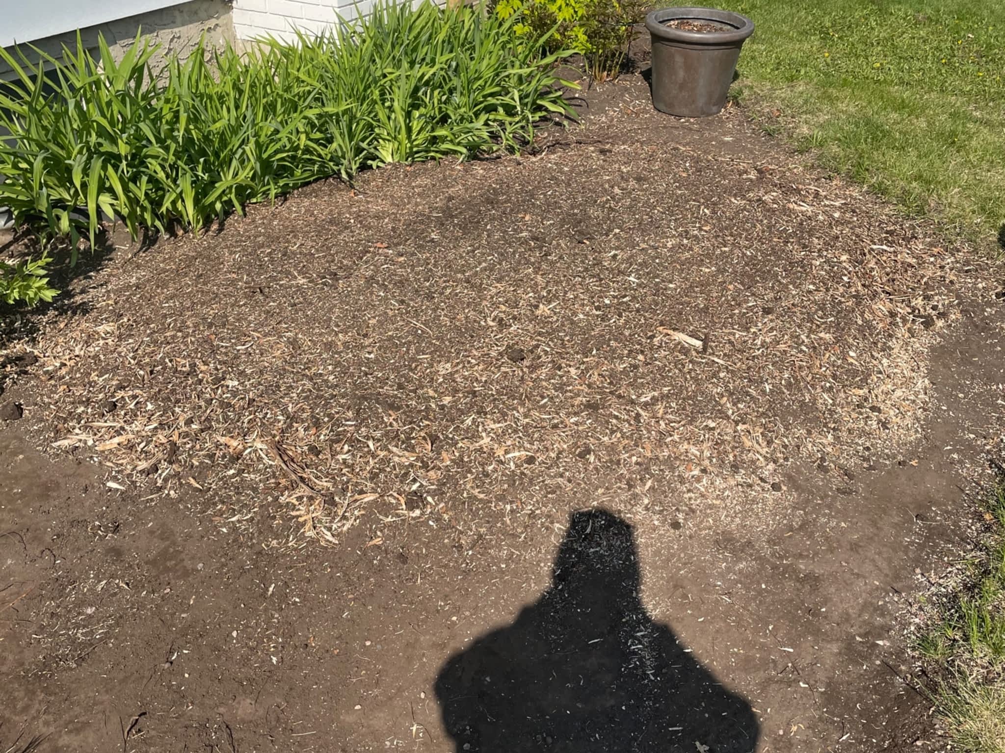 photo Grindpro tree stump grinding