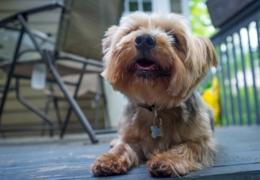 Vancouver’s best dog-friendly patios