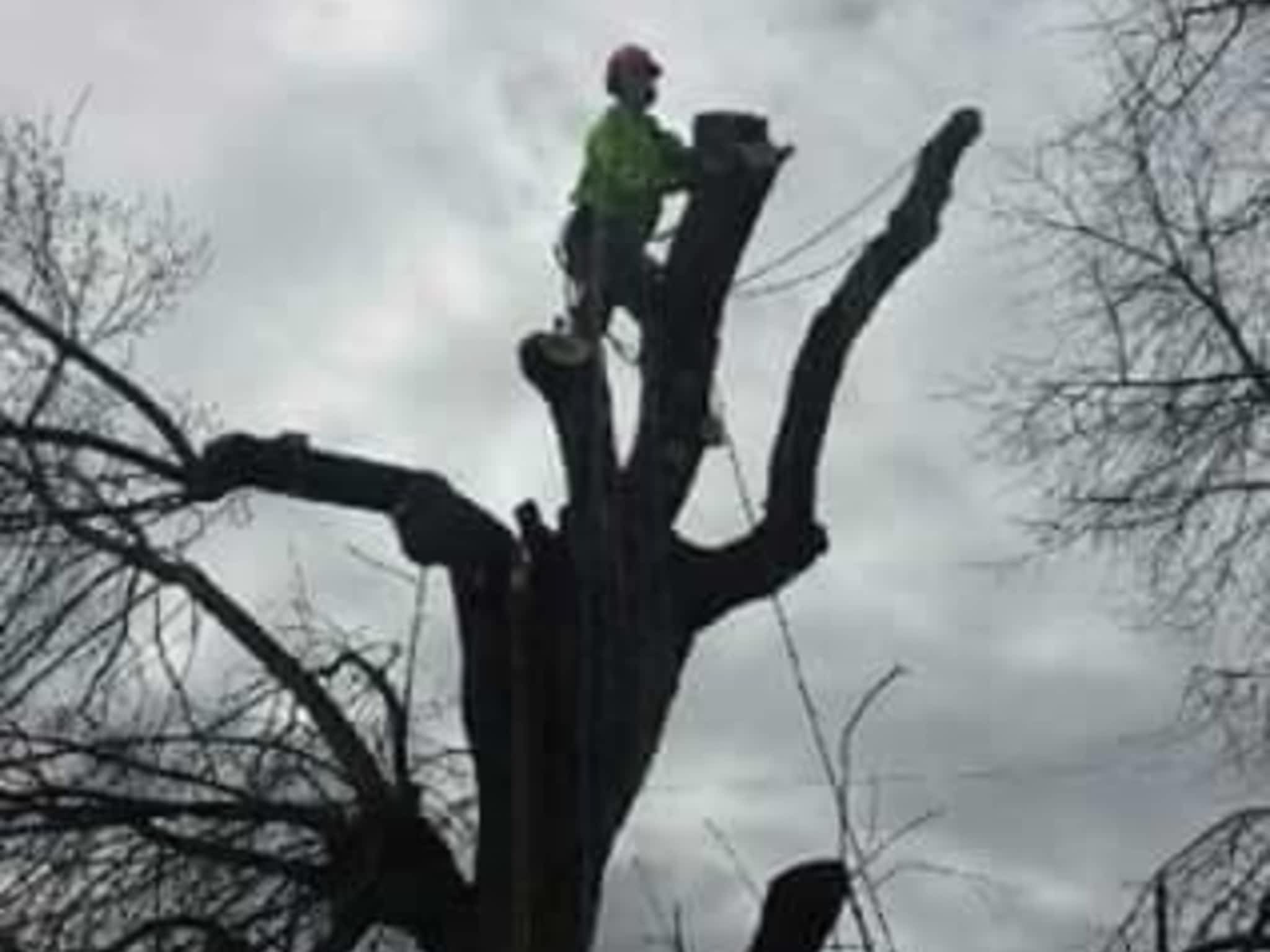 photo Tree Solutions