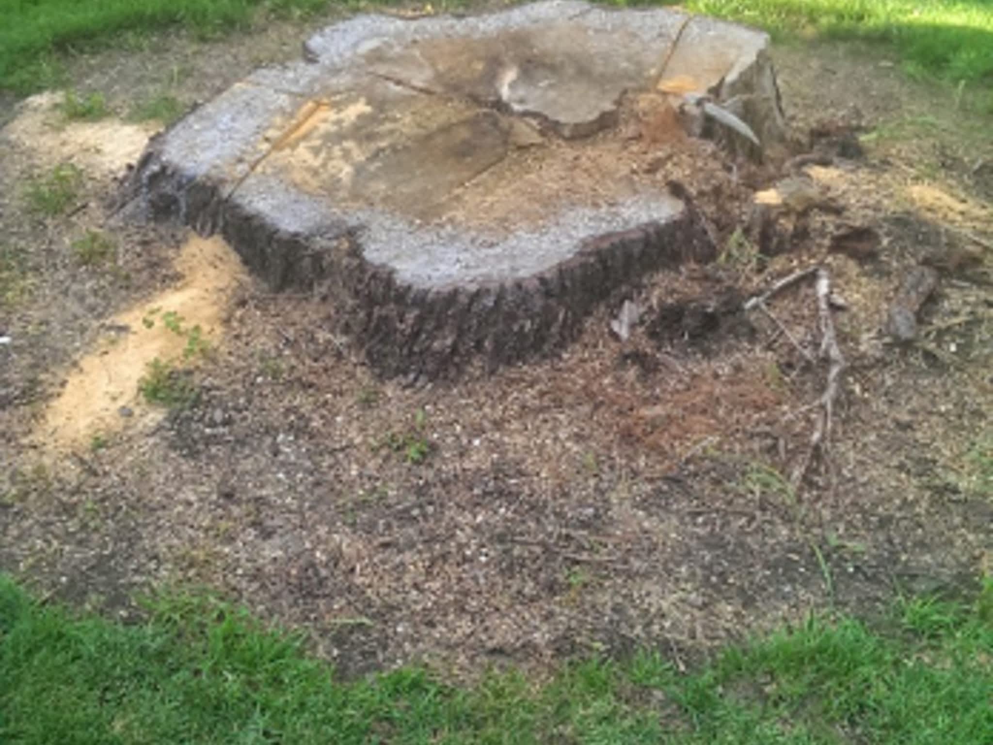 photo Clear View Tree Service