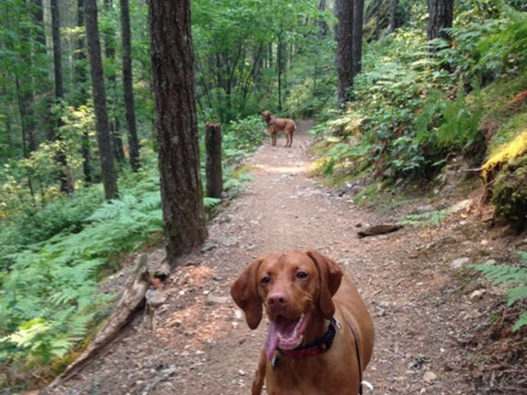 photo Mountain Bound Hounds