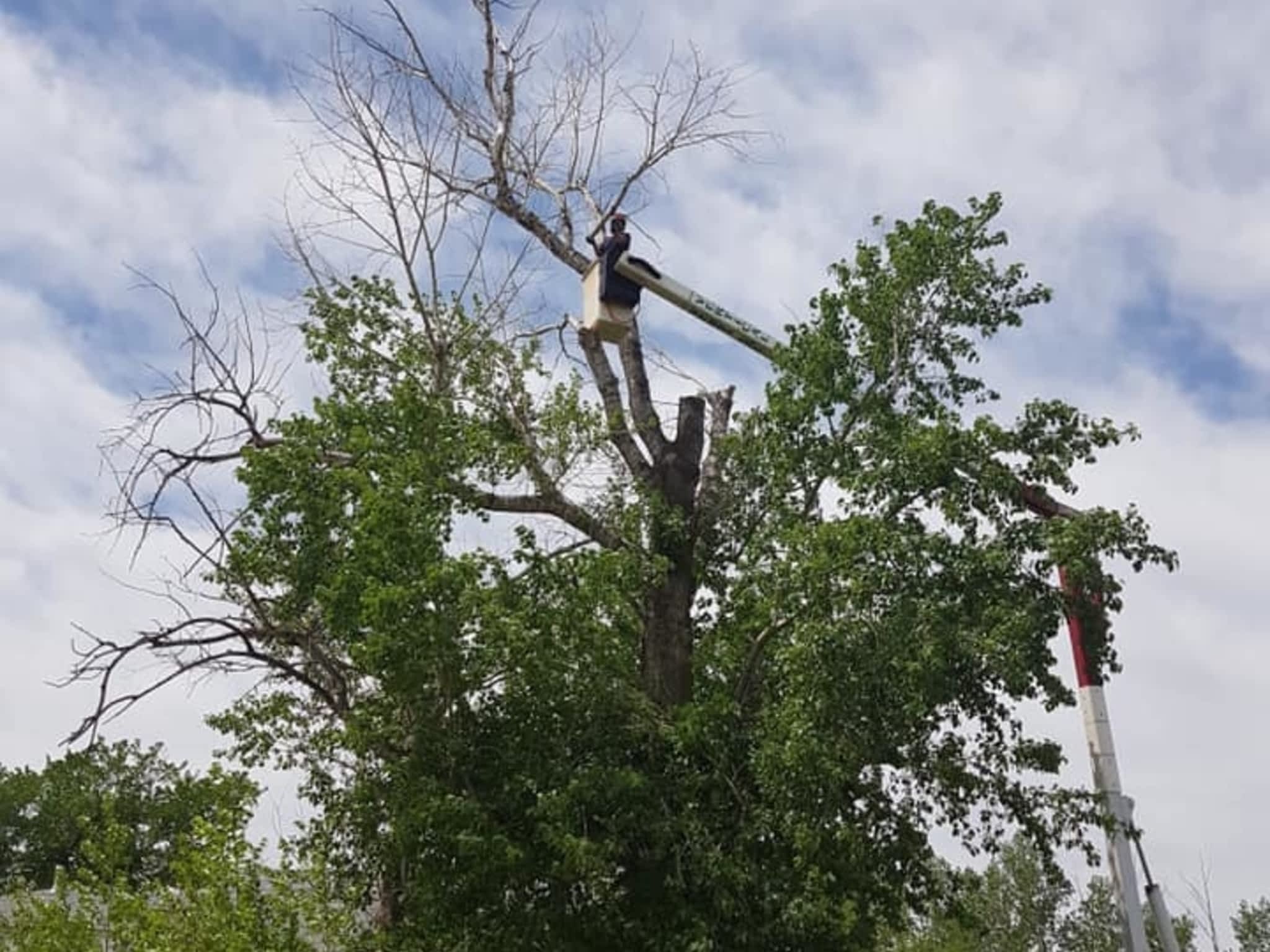 photo Vertical Limits Tree Care