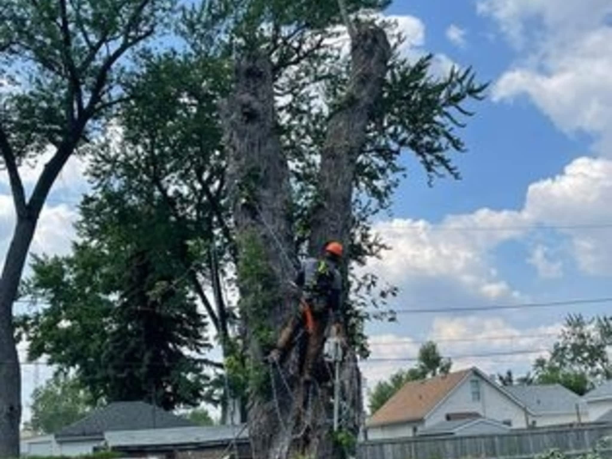 photo MTM Tree Service