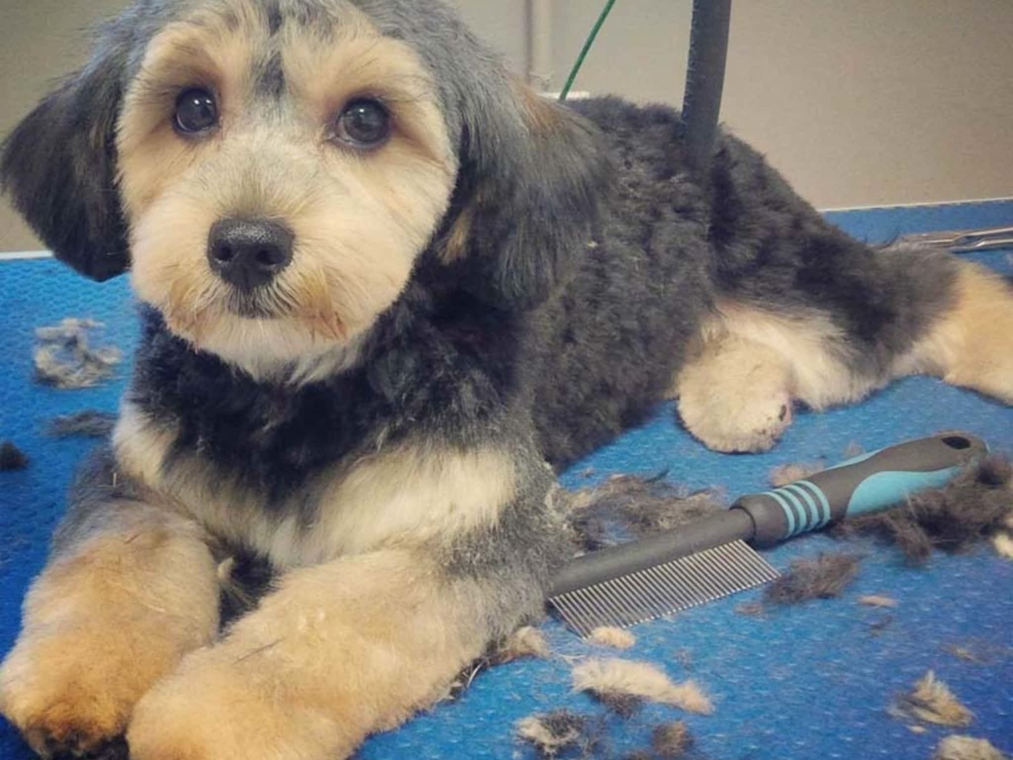 photo Tangles 2 Tame Dog Grooming