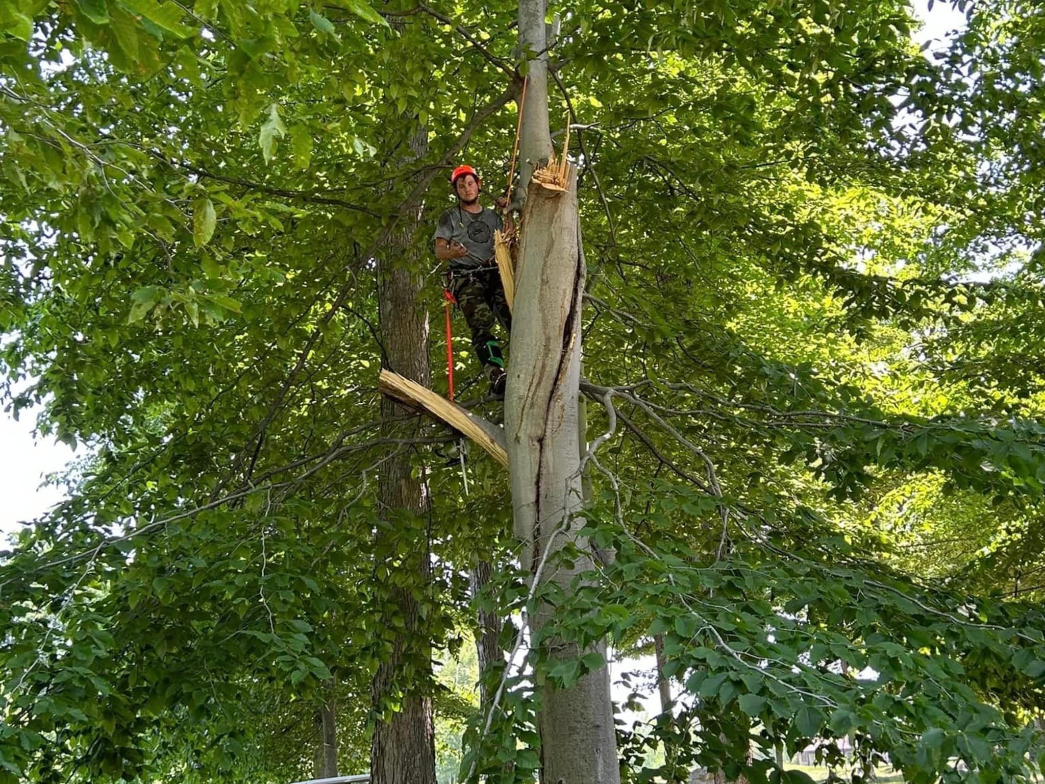 photo BEast Tree Service