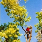 Derek's Tree Service Inc - Tree Service