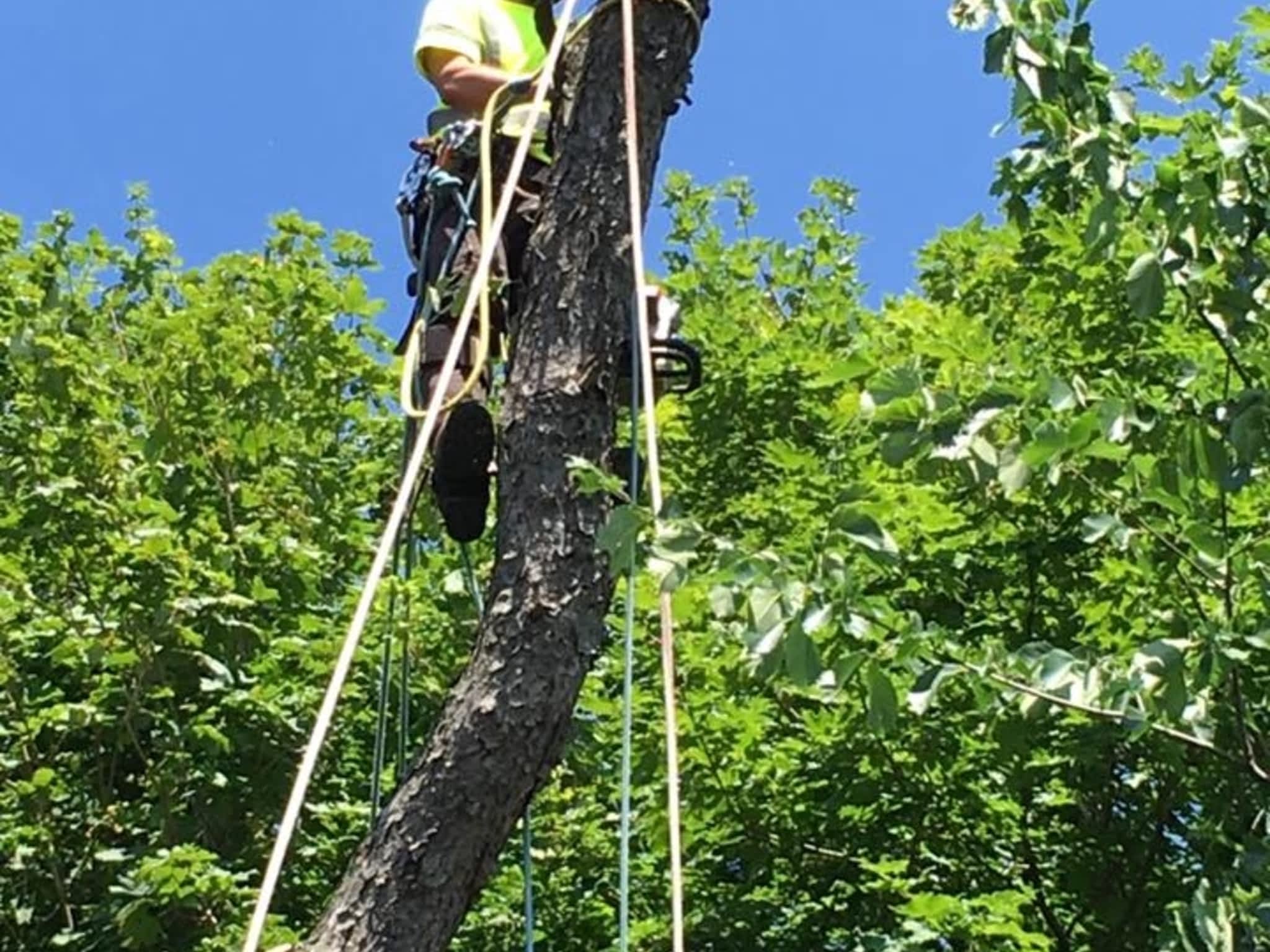 photo Ott's Tree Service
