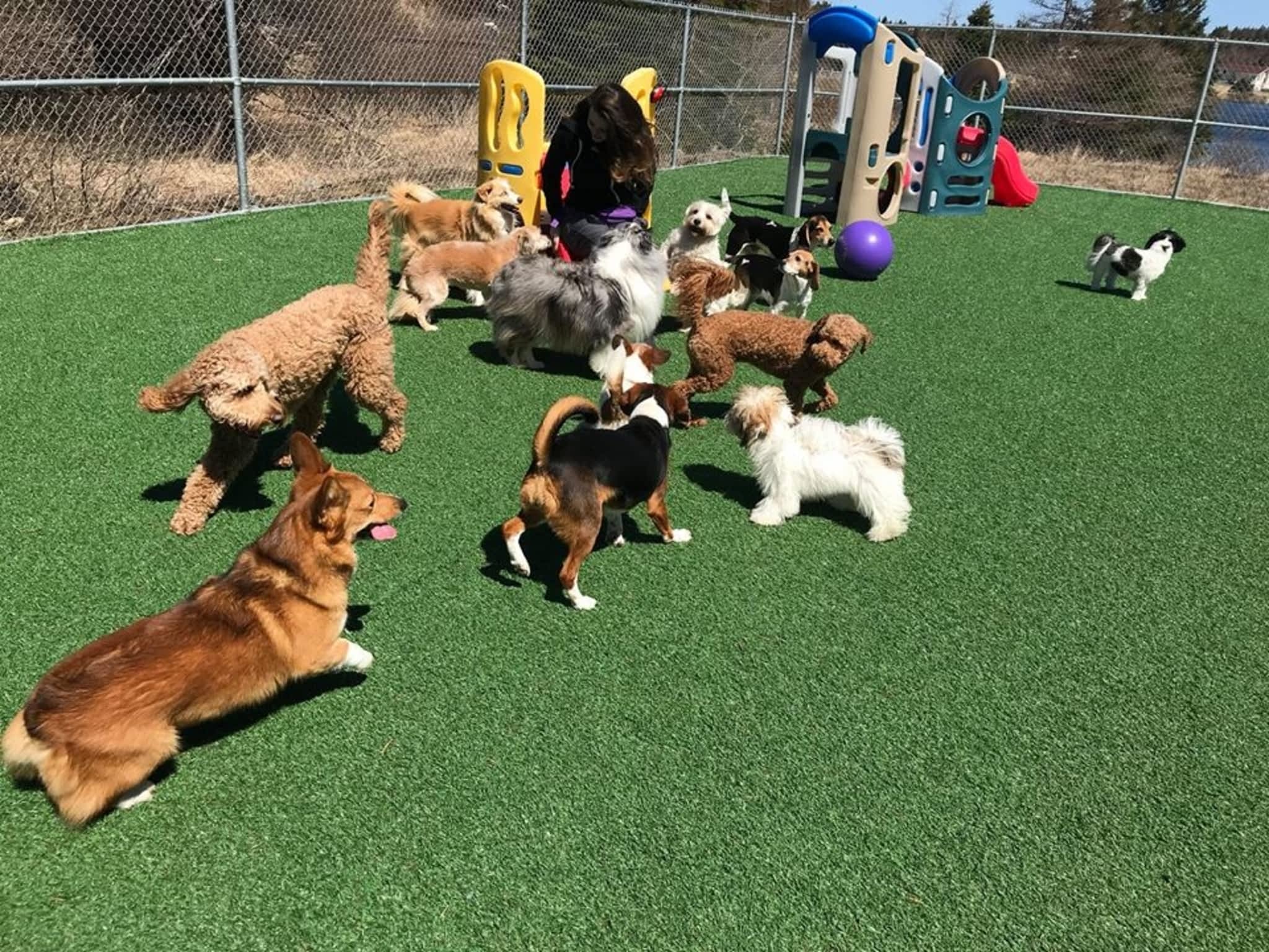 Terra Nova Kennels - Bay Roberts, NL - 10 Main Road Roaches Line Route 70 |  Canpages