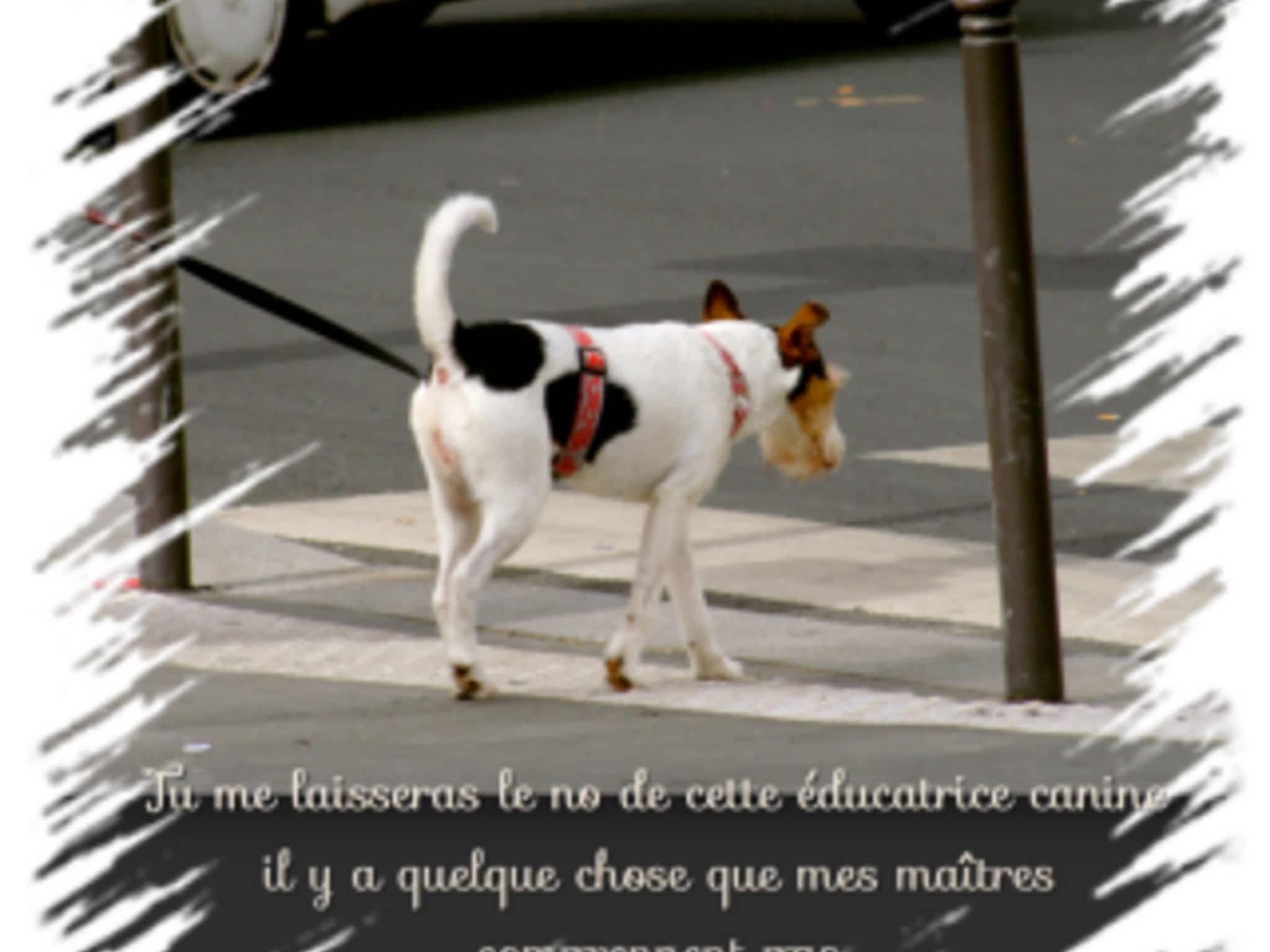 photo Bon Citoyen Canin