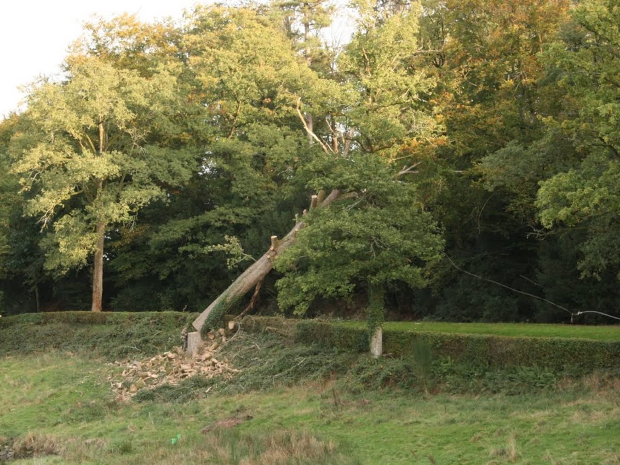 photo Émondage Pro Rive-Sud