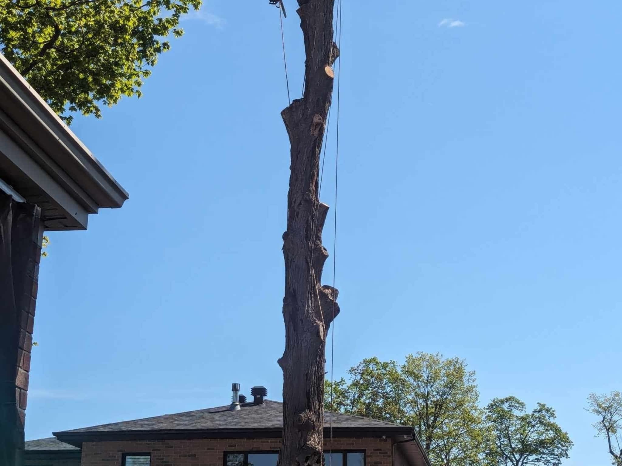 photo Tree Keepers Kahnawake