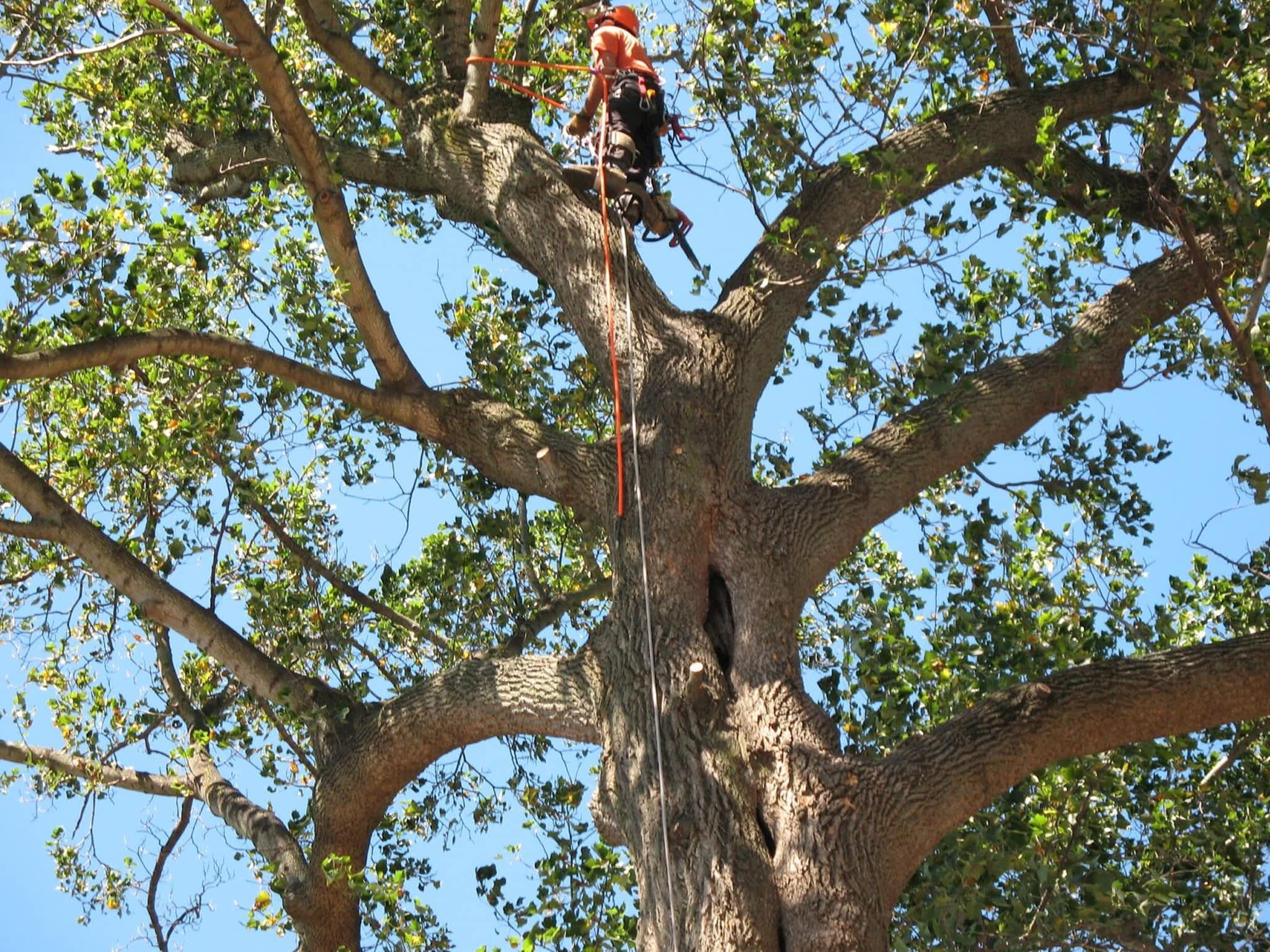 photo Calgary Tree Services Ltd