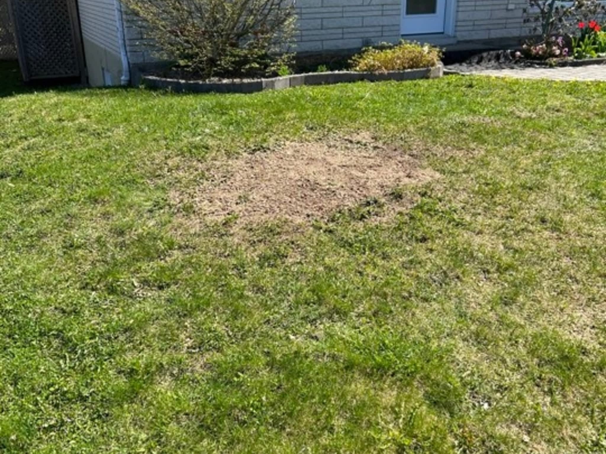 photo Arboriculture DB Inc.