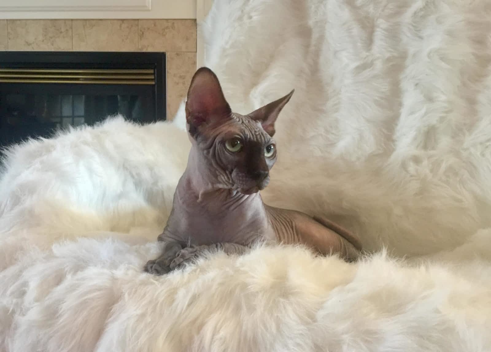 Chatterie De Chat Elle Horaire D Ouverture Vaudreuil Dorion Qc