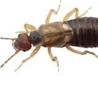 Abiosphère Extermination - Pest Control Services