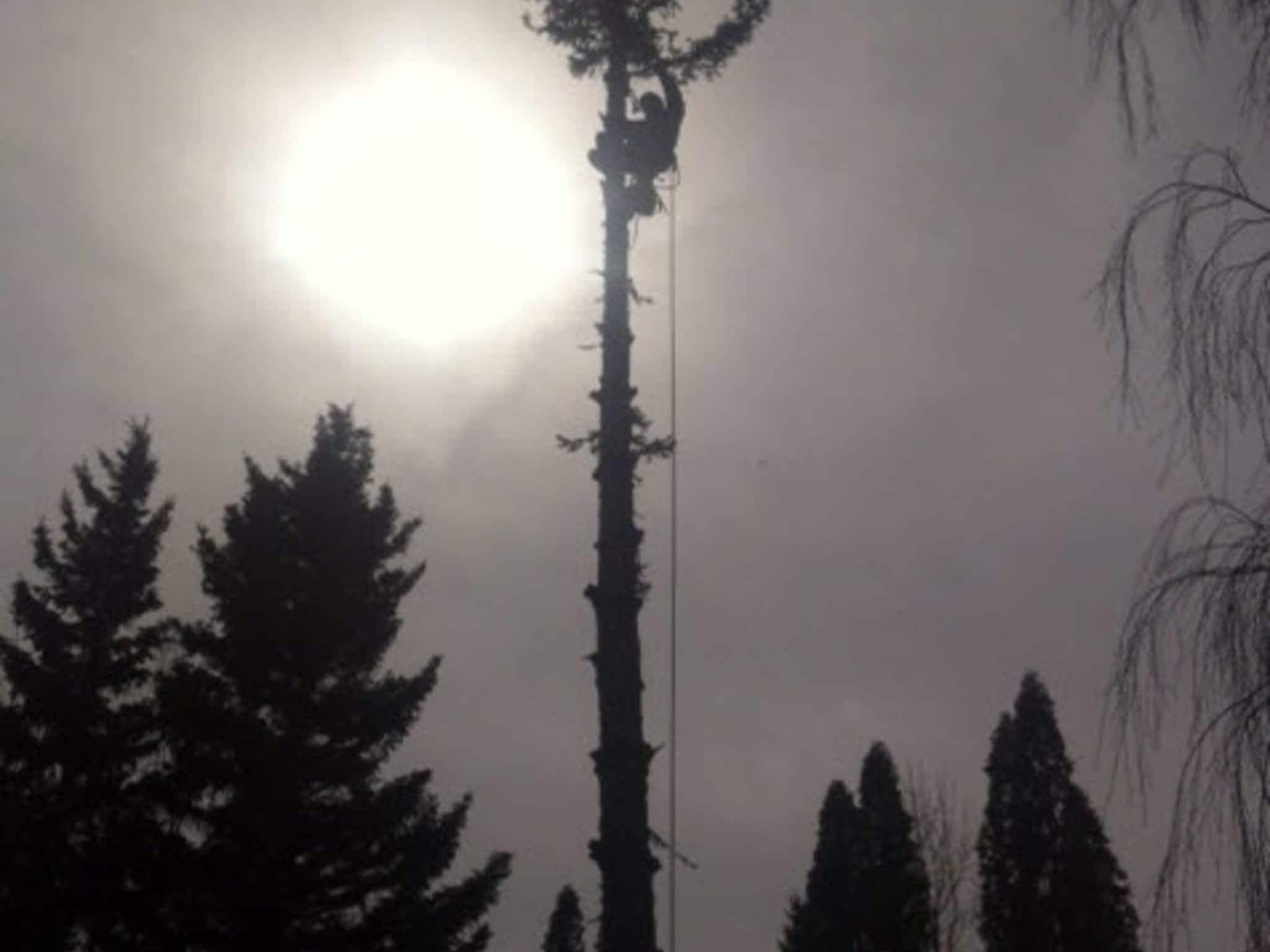 photo Dandyman Tree Service