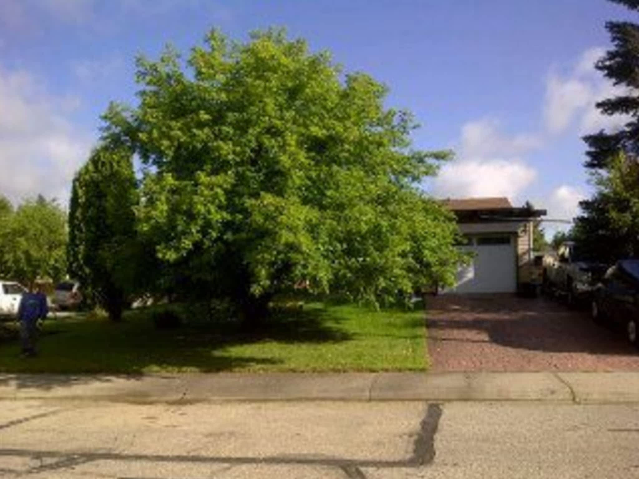 photo Dragonfly Tree Services