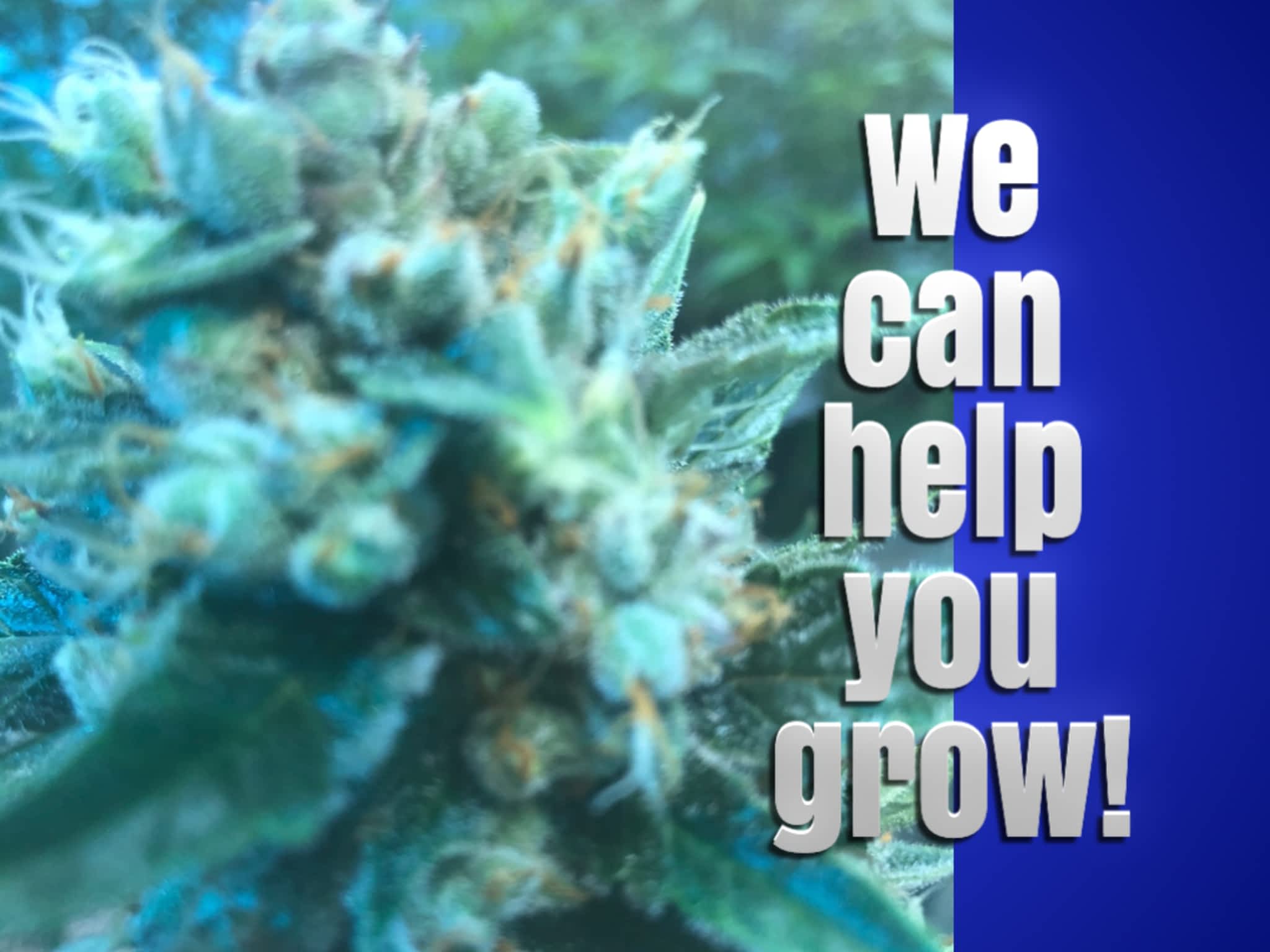 photo Dieppe Hydroponics