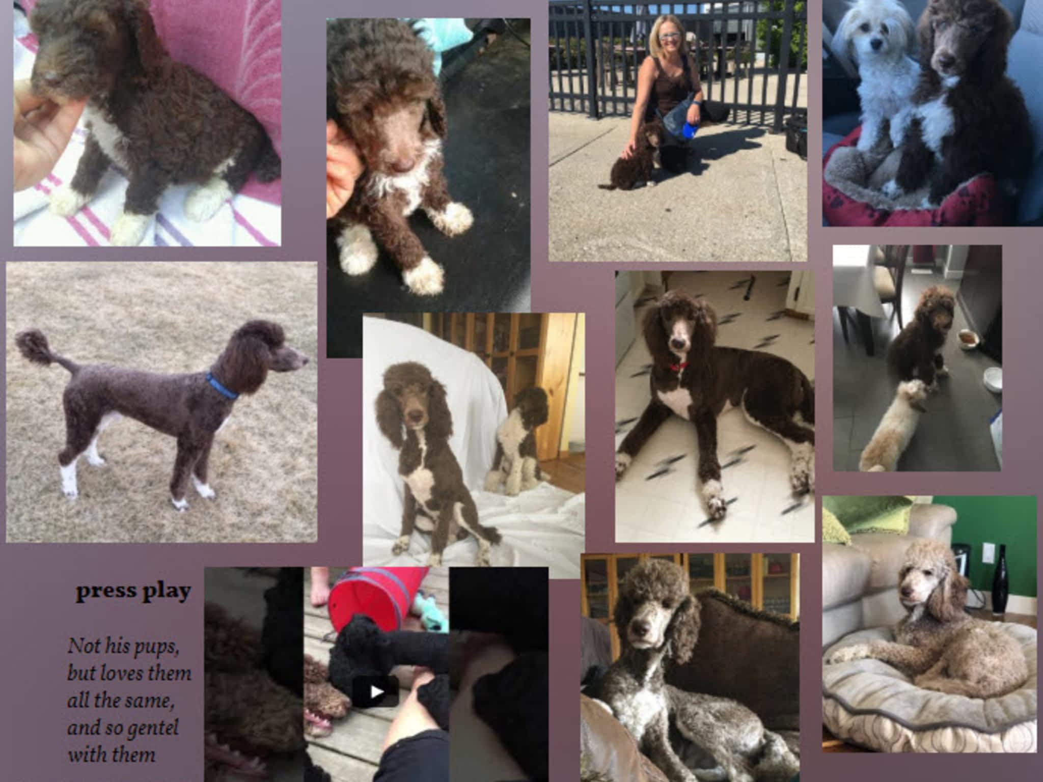 photo Poodle Stud Services